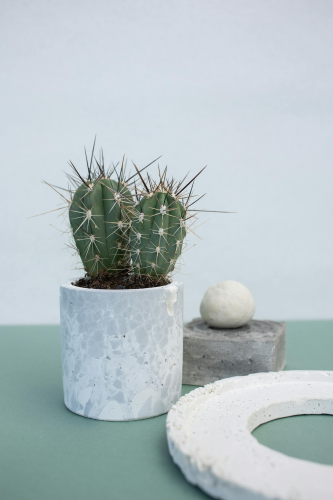 Chậu cây, xương rồng, sen đá, tĩnh vật, trang trí, potted plants, cacti, stone lotus, still life, decorations - KATRIN BOLOVTSOVA