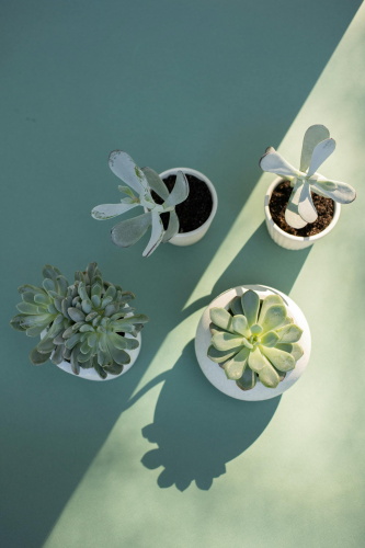 Chậu cây, xương rồng, sen đá, tĩnh vật, trang trí, potted plants, cacti, stone lotus, still life, decorations - KATRIN BOLOVTSOVA