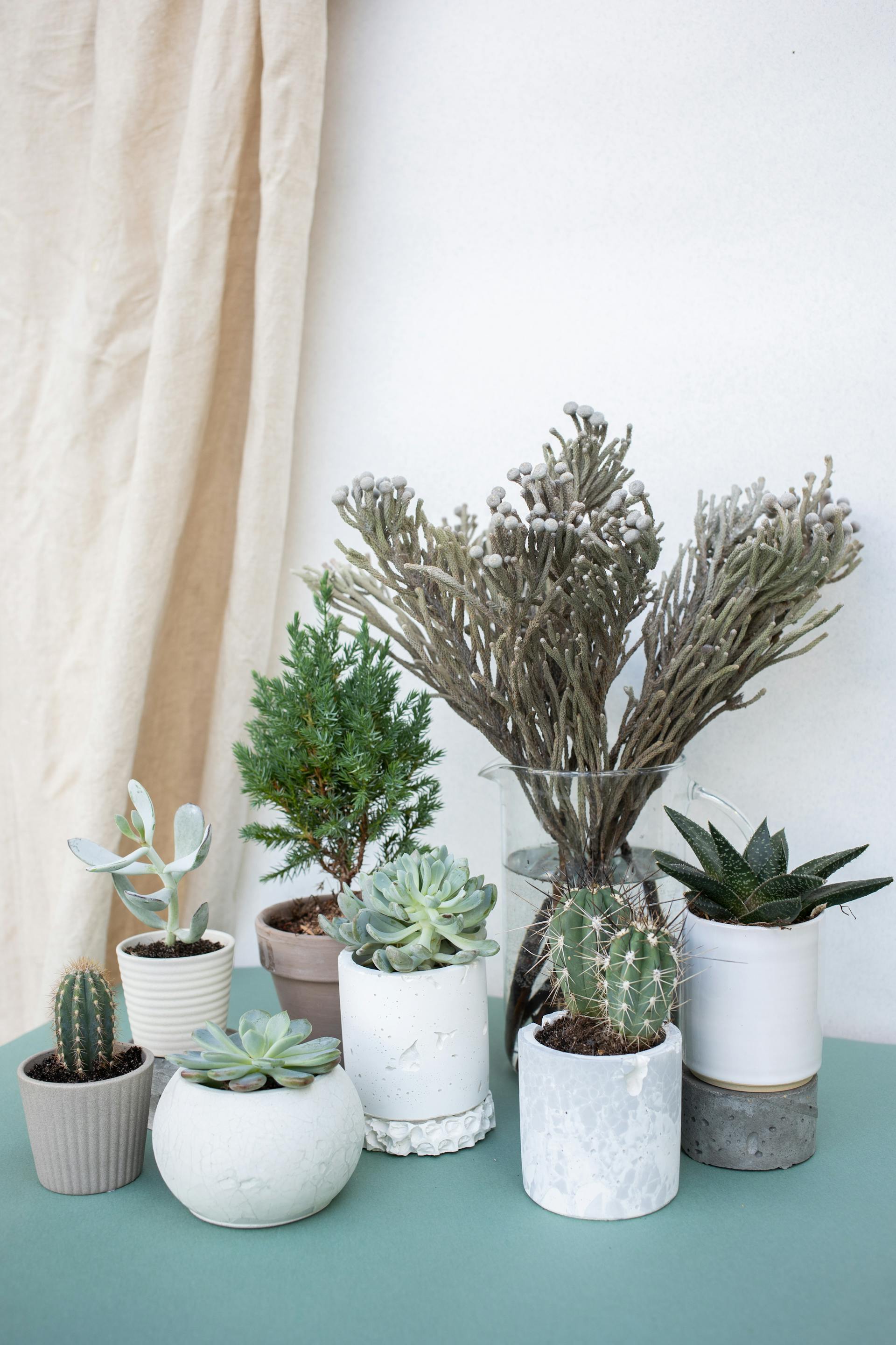 Chậu cây, xương rồng, sen đá, tĩnh vật, trang trí, potted plants, cacti, stone lotus, still life, decorations - KATRIN BOLOVTSOVA