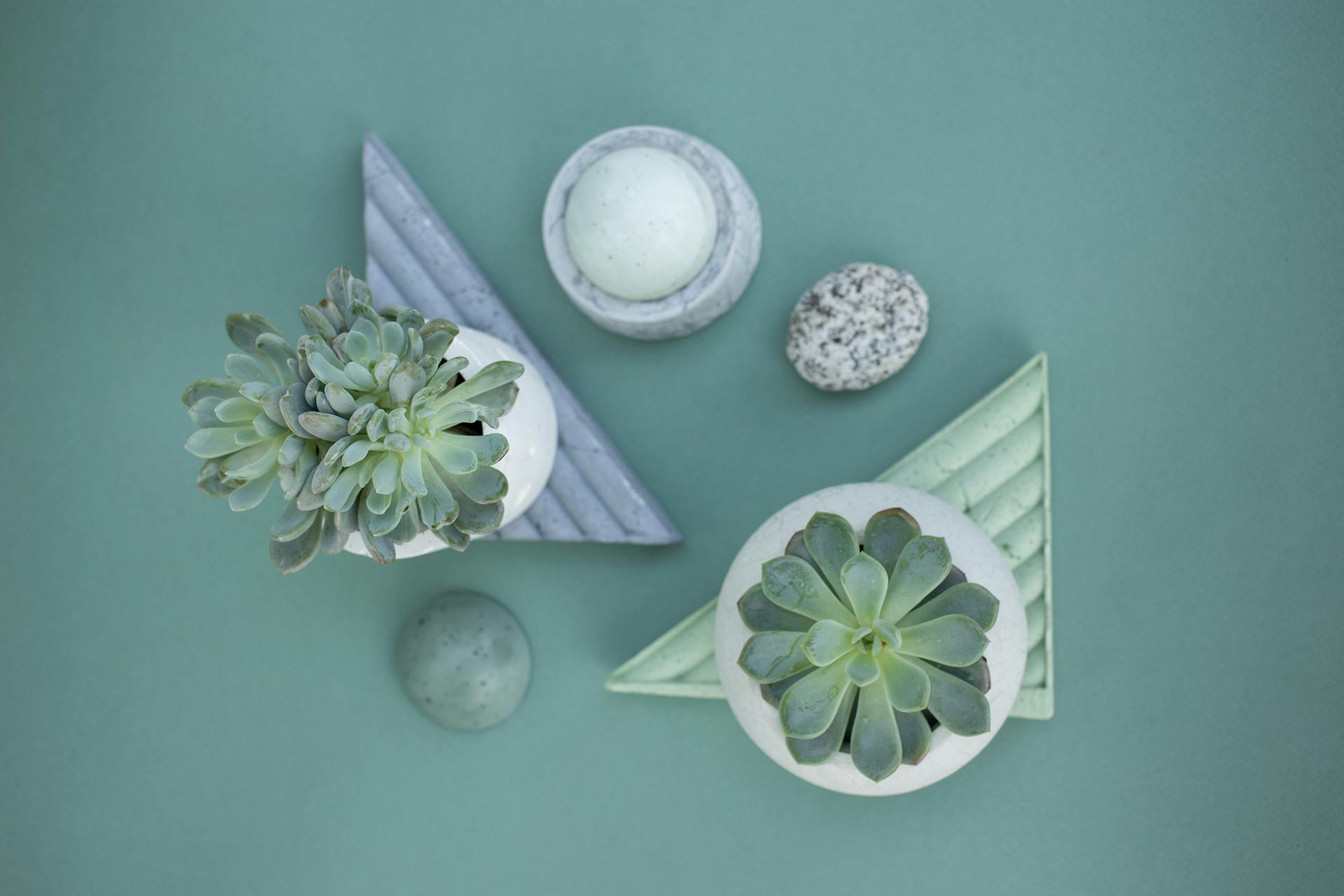 Chậu cây, xương rồng, sen đá, tĩnh vật, trang trí, potted plants, cacti, stone lotus, still life, decorations - KATRIN BOLOVTSOVA