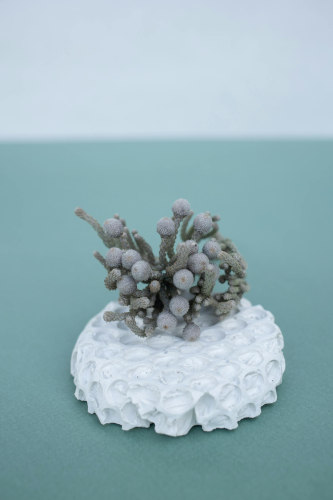 Chậu cây, xương rồng, sen đá, tĩnh vật, trang trí, potted plants, cacti, stone lotus, still life, decorations - KATRIN BOLOVTSOVA