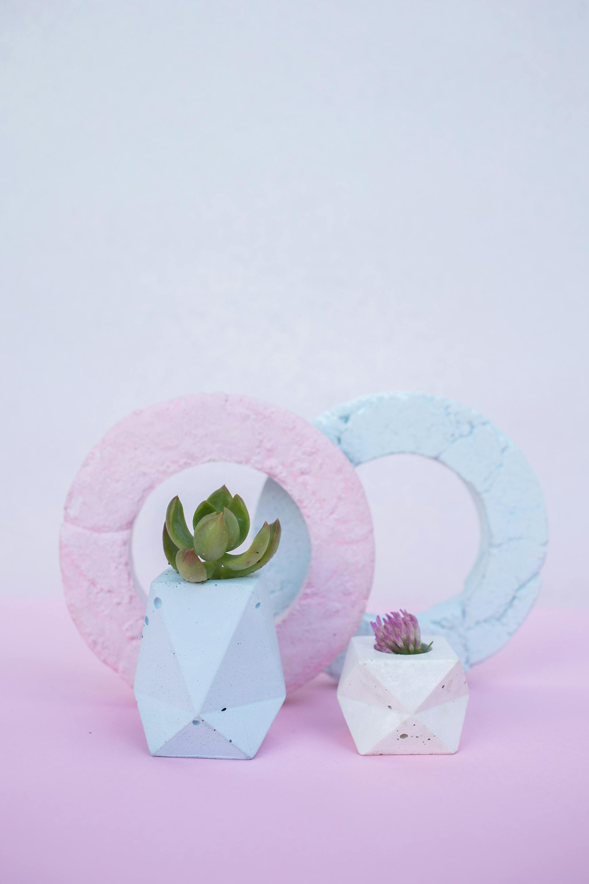 Chậu cây, xương rồng, sen đá, tĩnh vật, trang trí, potted plants, cacti, stone lotus, still life, decorations - KATRIN BOLOVTSOVA