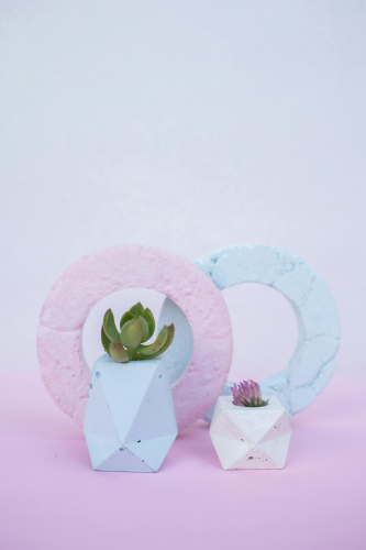 Chậu cây, xương rồng, sen đá, tĩnh vật, trang trí, potted plants, cacti, stone lotus, still life, decorations - KATRIN BOLOVTSOVA