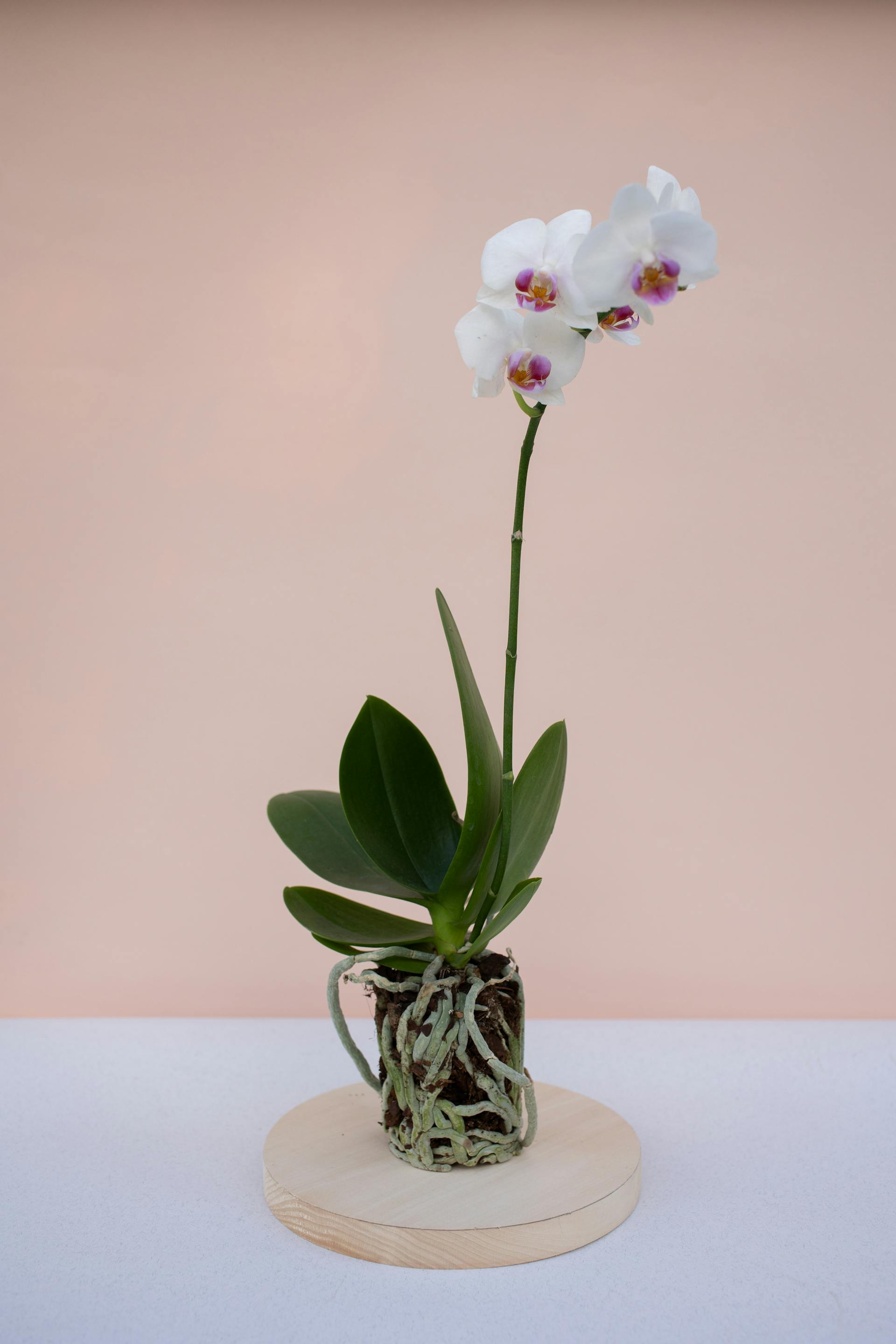 Chậu cây, hoa, tĩnh vật, trang trí, potted plants, flower, still life, decorations - KATRIN BOLOVTSOVA