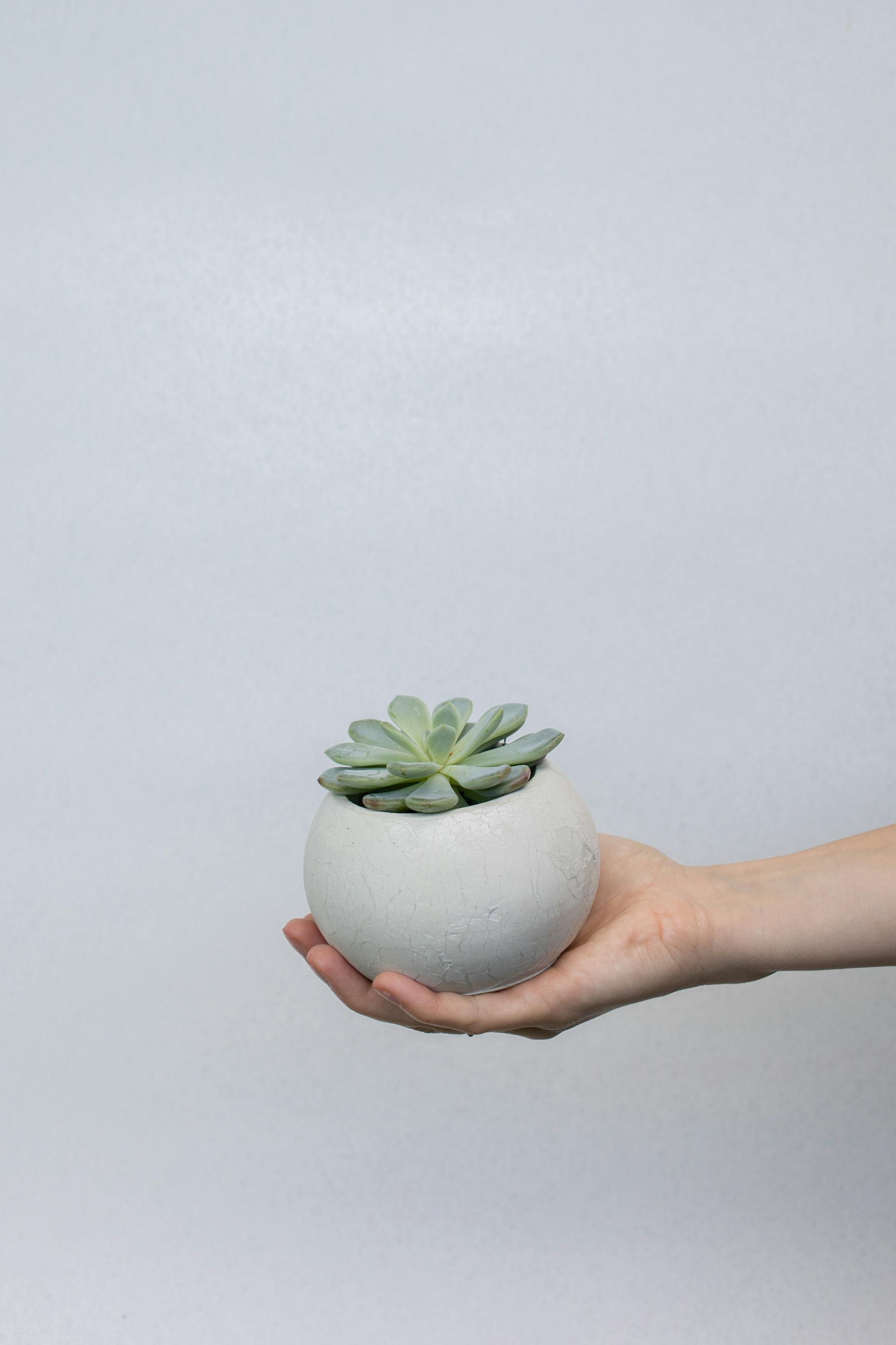 Chậu cây, xương rồng, sen đá, tĩnh vật, trang trí, potted plants, cacti, stone lotus, still life, decorations - KATRIN BOLOVTSOVA