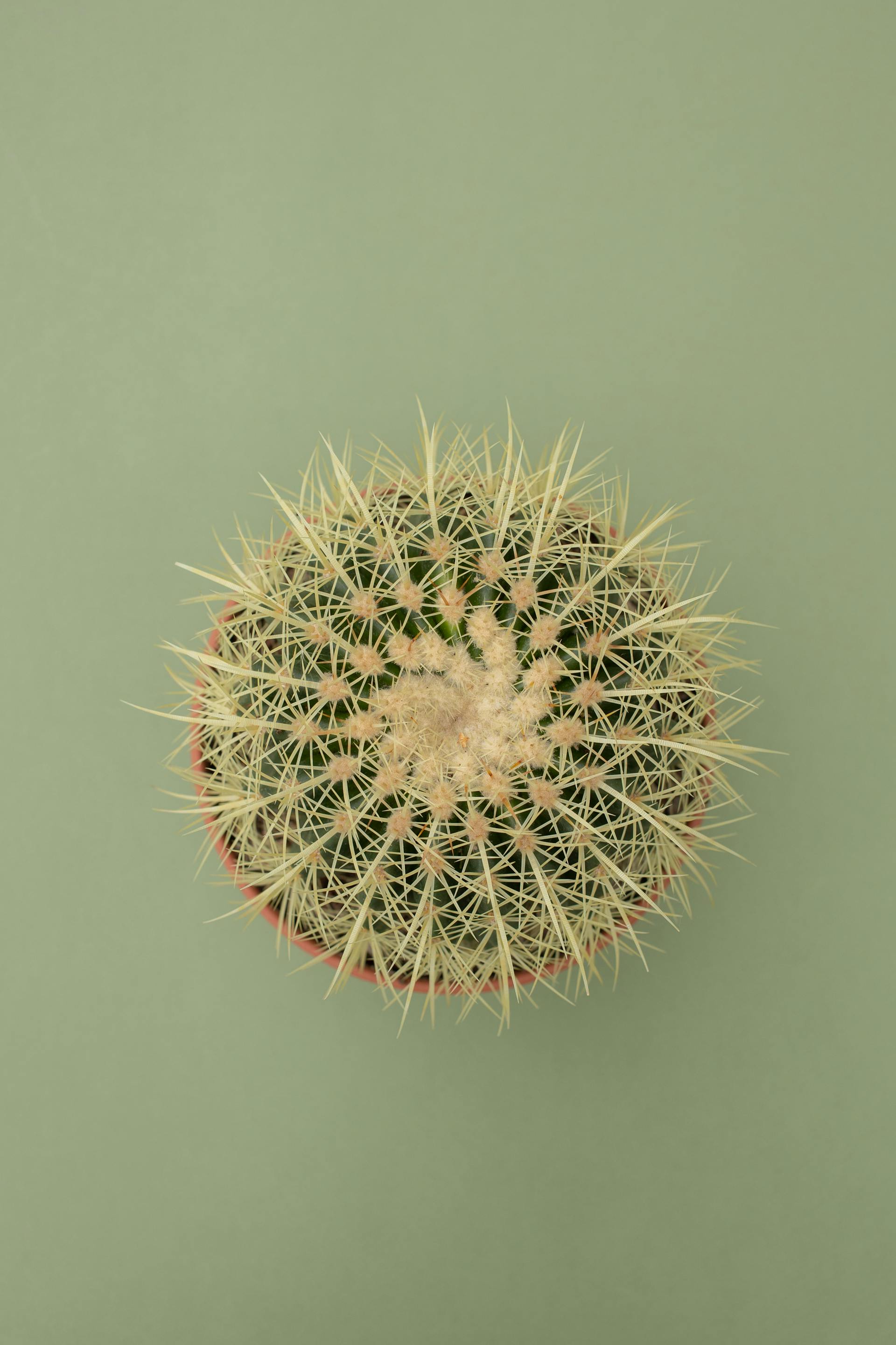 Chậu cây, xương rồng, sen đá, tĩnh vật, trang trí, potted plants, cacti, stone lotus, still life, decorations - KATRIN BOLOVTSOVA