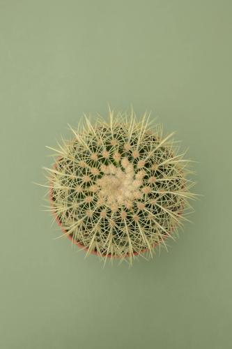Chậu cây, xương rồng, sen đá, tĩnh vật, trang trí, potted plants, cacti, stone lotus, still life, decorations - KATRIN BOLOVTSOVA