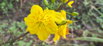 Hoa mai, hoa, Tết, Tết Nguyên Đán, apricot blossoms, flowers, Tet, Lunar New Year- Louis Tran 1