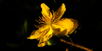 Hoa mai, hoa, Tết, Tết Nguyên Đán, apricot blossoms, flowers, Tet, Lunar New Year- Louis Tran 2