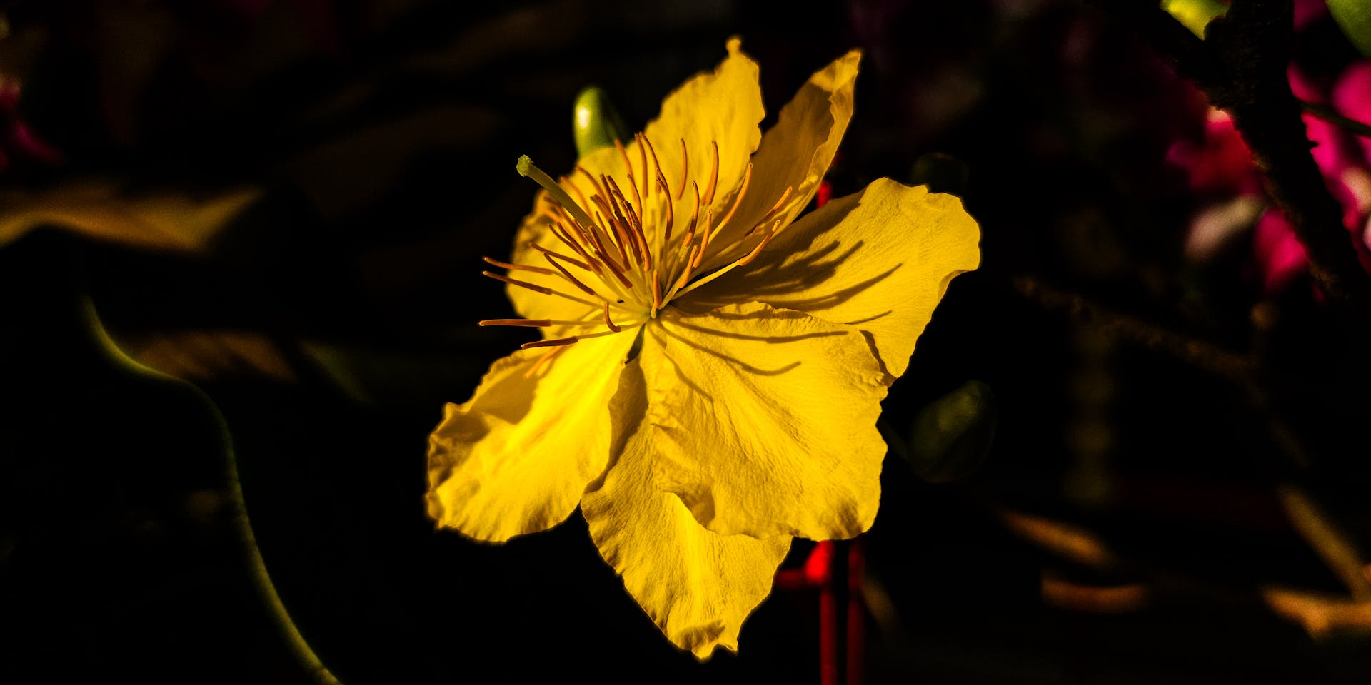 Hoa mai, hoa, Tết, Tết Nguyên Đán, apricot blossoms, flowers, Tet, Lunar New Year- Louis Tran 3
