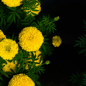 Cúc vạn thọ, hoa, Tết, Tết Nguyên Đán, marigolds, flowers, Tet, Lunar New Year- Louis Tran