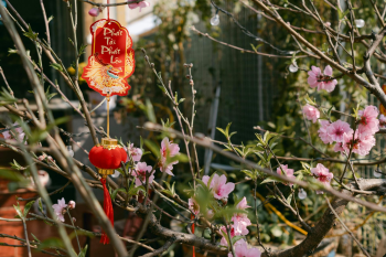 Hoa đào, hoa, Tết, Tết Nguyên Đán, peach blossom, flowers, Tet, Lunar New Year- Lylah To 1