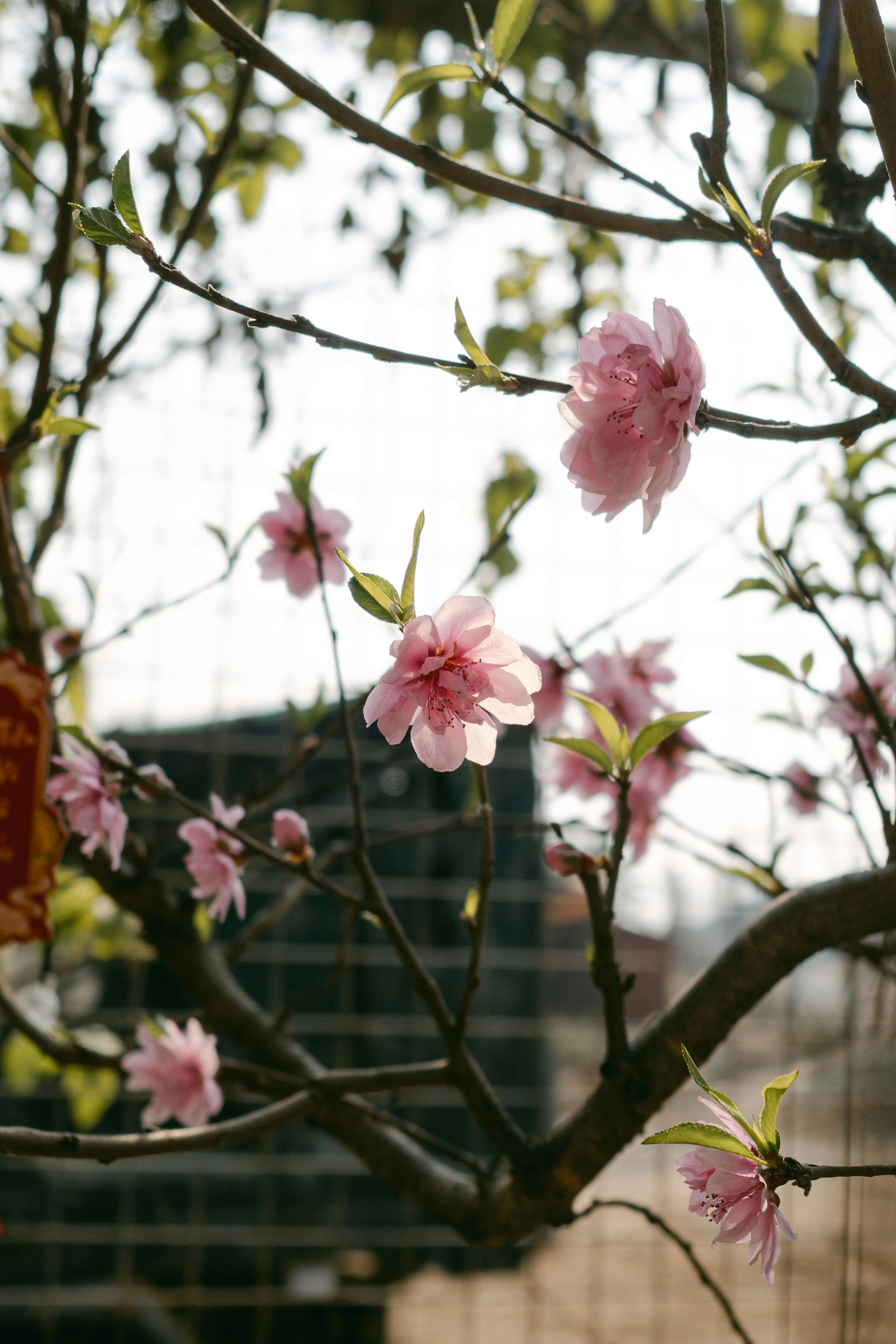 Hoa đào, hoa, Tết, Tết Nguyên Đán, peach blossom, flowers, Tet, Lunar New Year- Lylah To 2