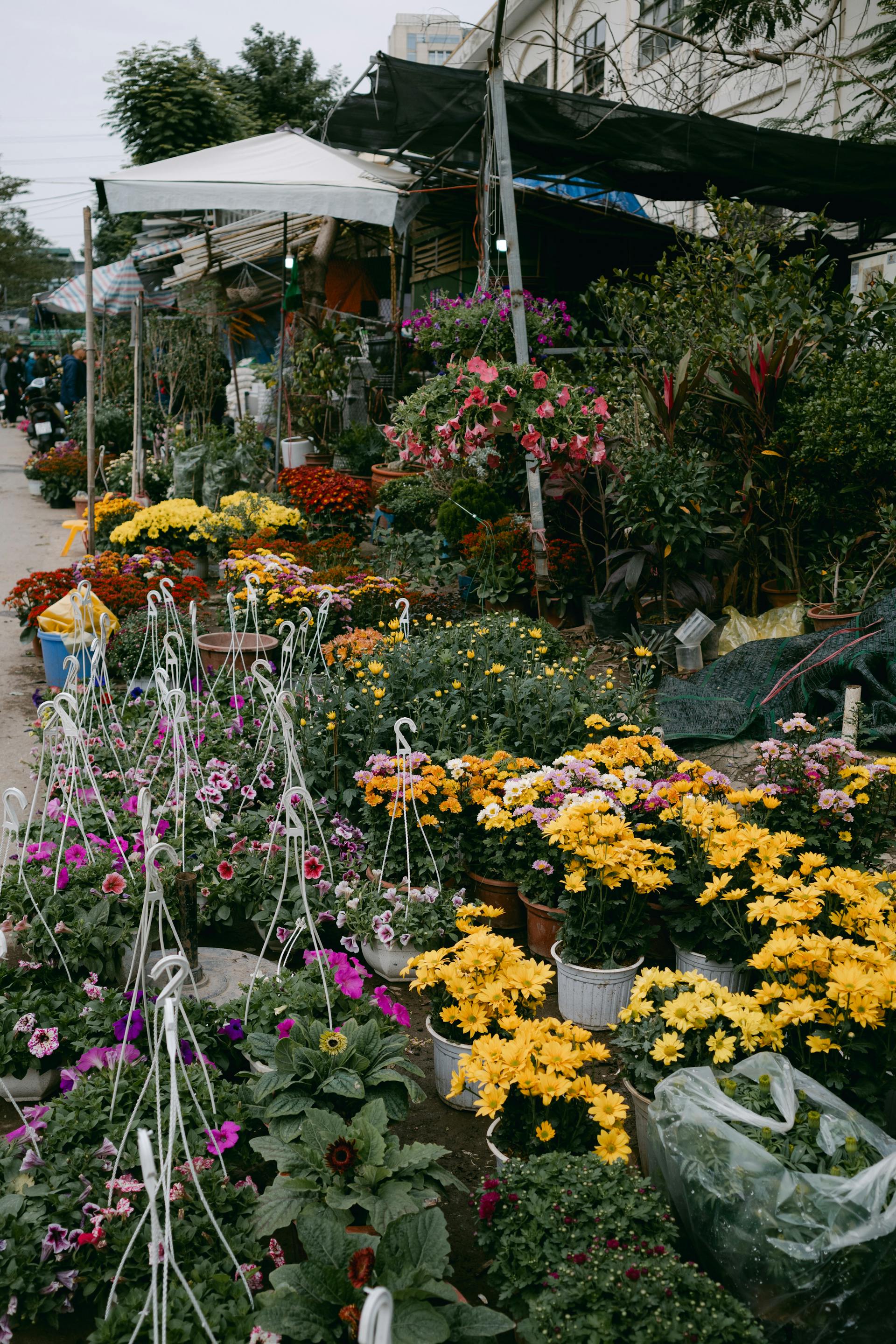 Chợ hoa, hoa, Tết, Tết Nguyên Đán, flower market, flowers, Tet, Lunar New Year- Lylah To