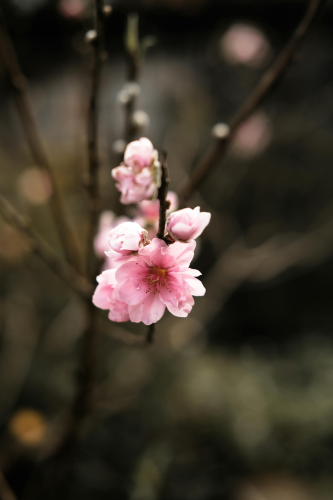 Hoa đào, hoa, Tết, Tết Nguyên Đán, peach blossom, flowers, Tet, Lunar New Year-Ngân Dương