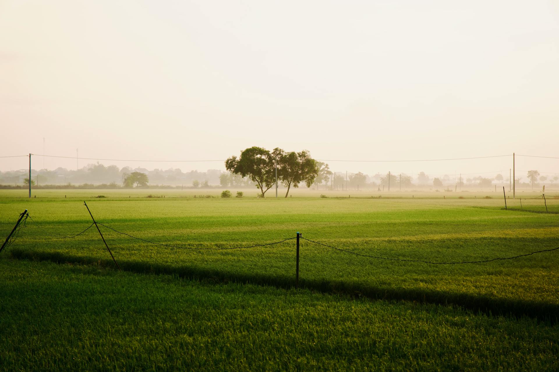 Cánh đồng, đồng ruộng, bãi cỏ, đồng cỏ, fields, rice paddies, meadows- Tuan Vy