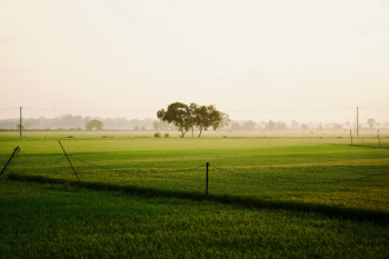 Cánh đồng, đồng ruộng, bãi cỏ, đồng cỏ, fields, rice paddies, meadows- Tuan Vy