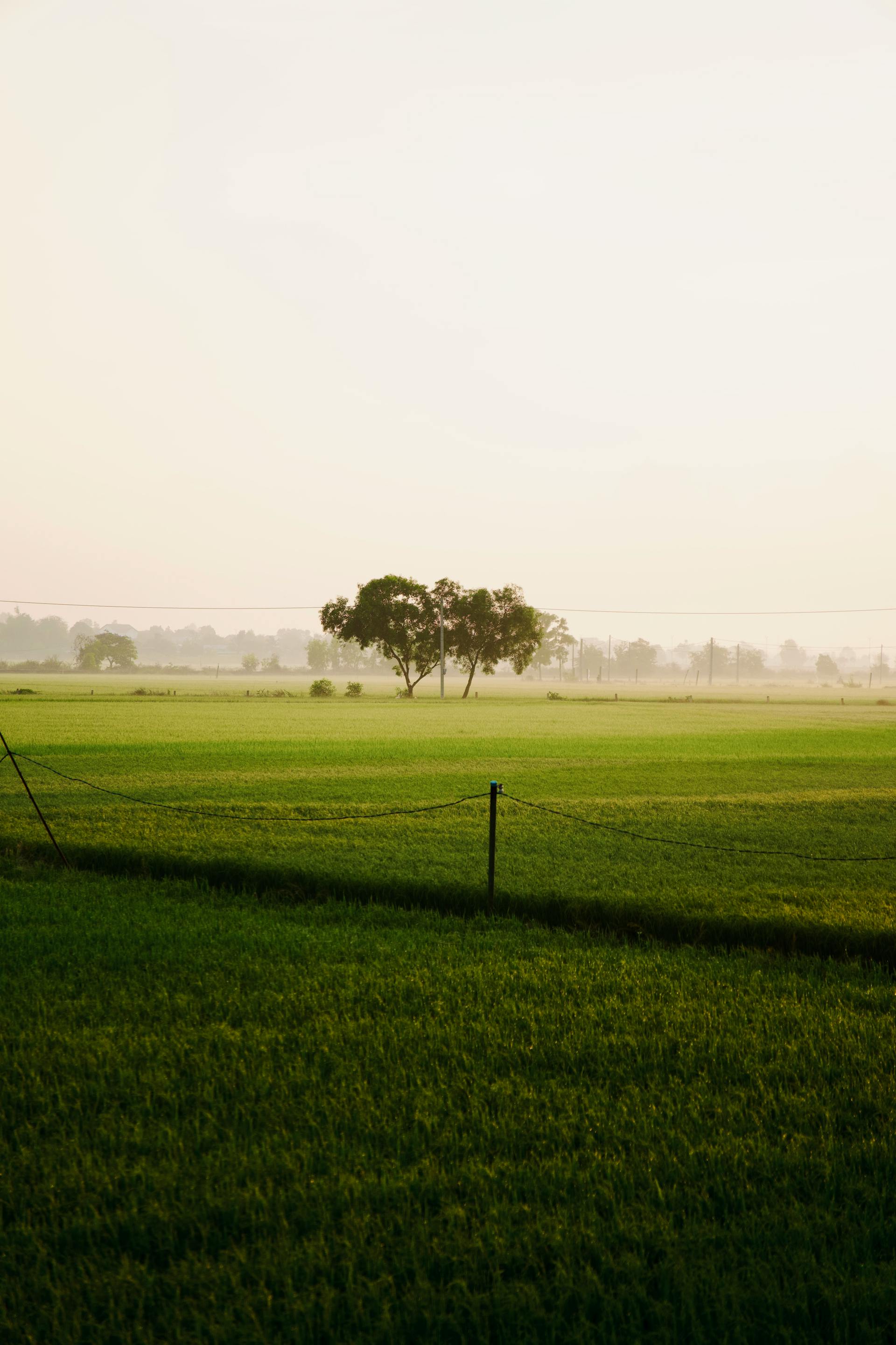 Cánh đồng, đồng ruộng, bãi cỏ, đồng cỏ, fields, rice paddies, meadows- Tuan Vy