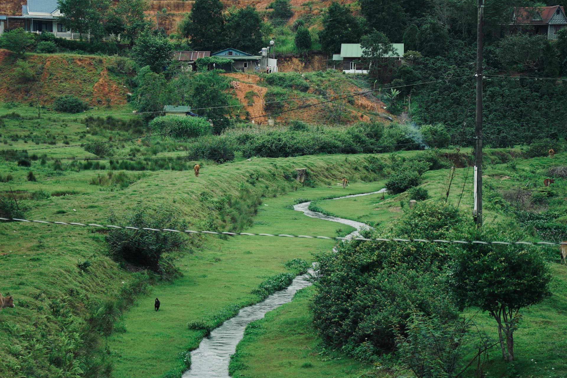 Cánh đồng, đồng ruộng, bãi cỏ, đồng cỏ, fields, rice paddies, meadows- Tuan Vy
