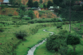 Cánh đồng, đồng ruộng, bãi cỏ, đồng cỏ, fields, rice paddies, meadows- Tuan Vy