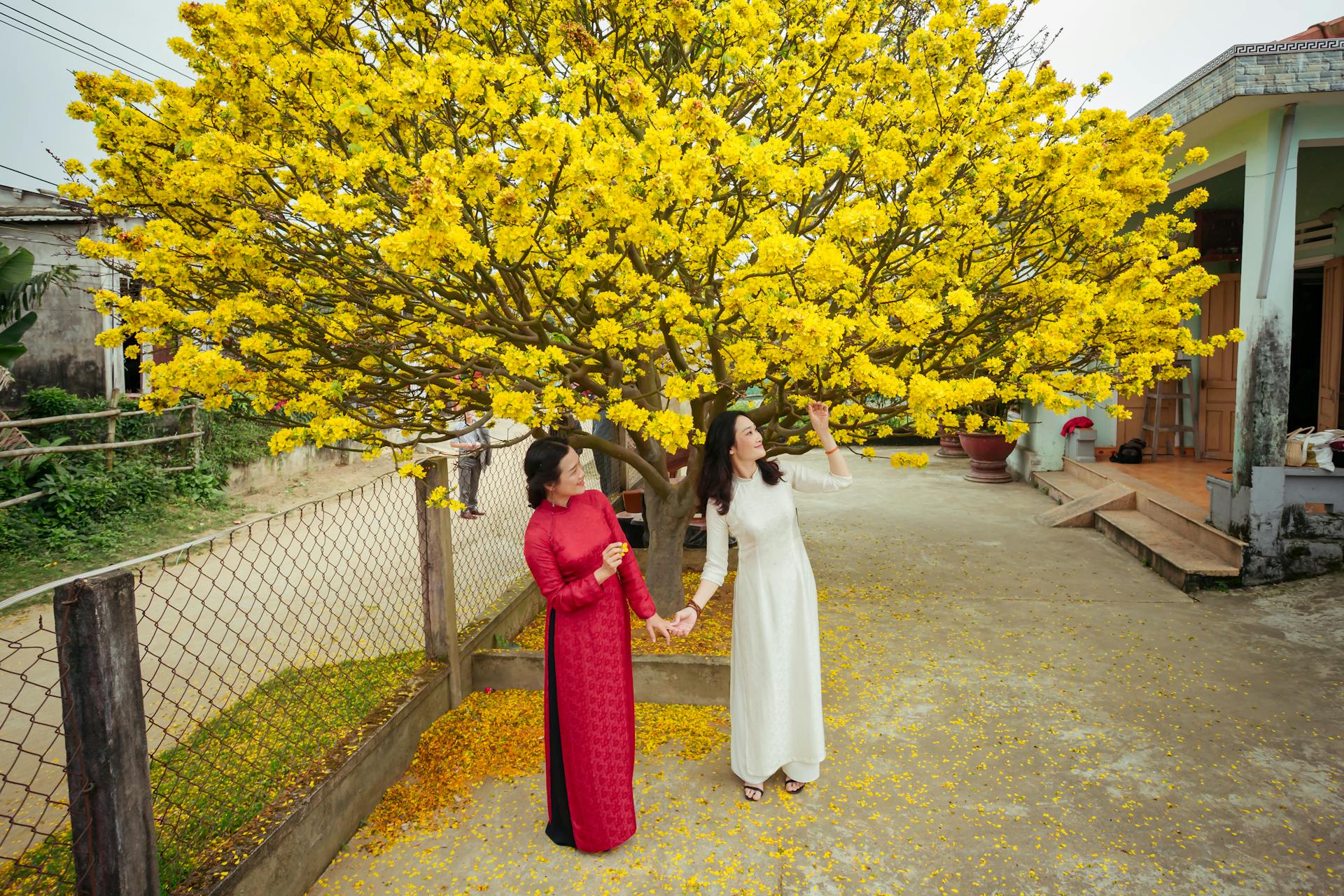 Cô gái, nữ, áo dài, tết, girl, women, ao dai, Tet- Võ Văn Tiến