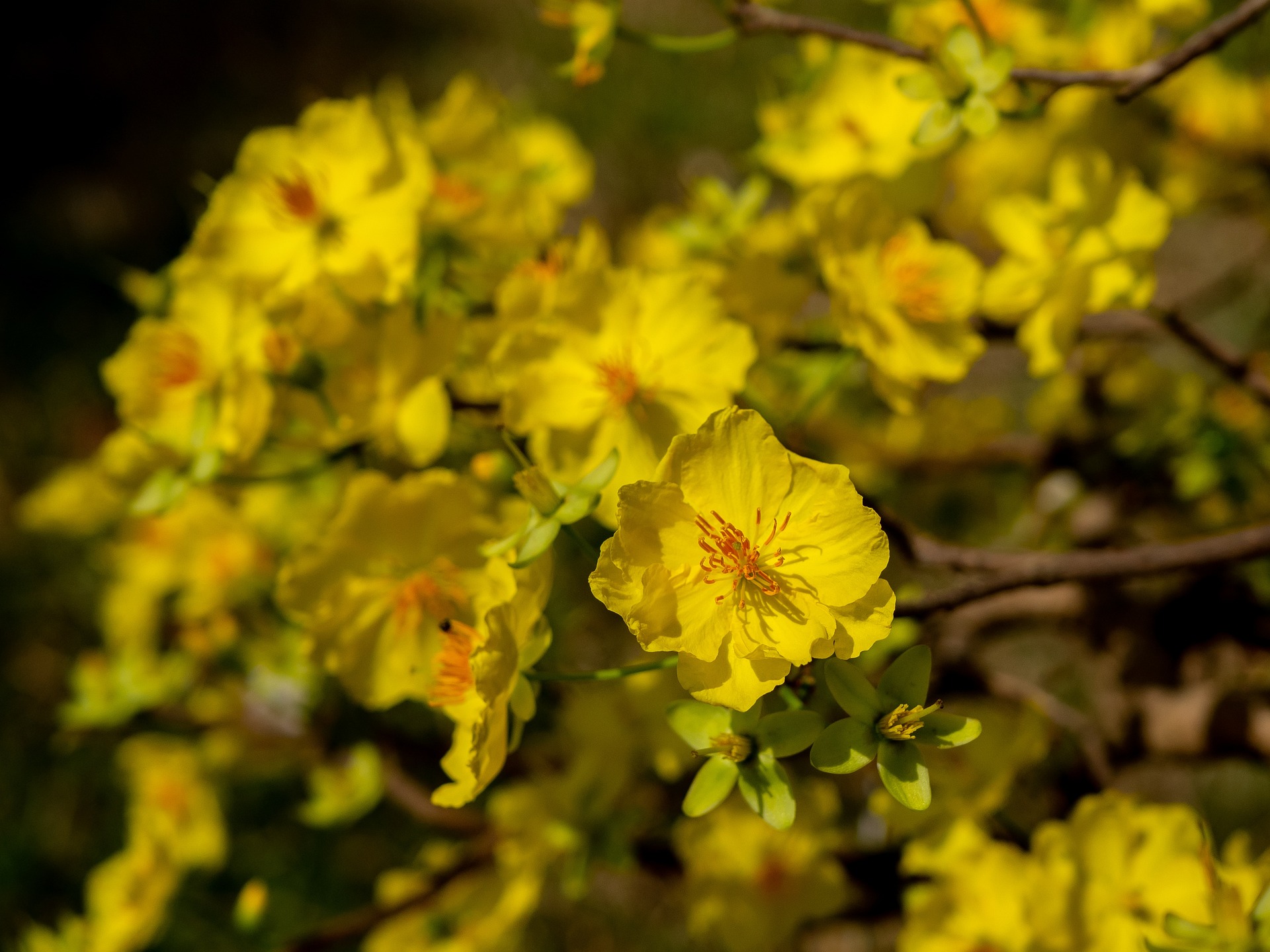 Hoa mai, hoa, mai vàng, apricot blossom, flower, yellow apricot blossom- minhquanfoto 3