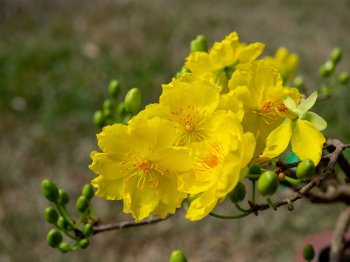 Hoa mai, hoa, mai vàng, apricot blossom, flower, yellow apricot blossom- minhquanfoto 4