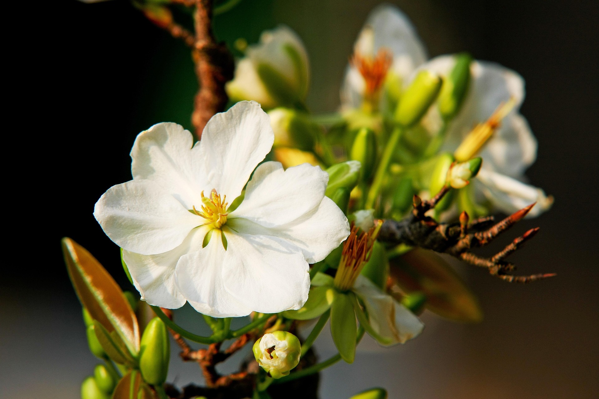 Hoa mai, hoa, mai trắng, apricot blossom, flower, white apricot blossom- minhquanfoto