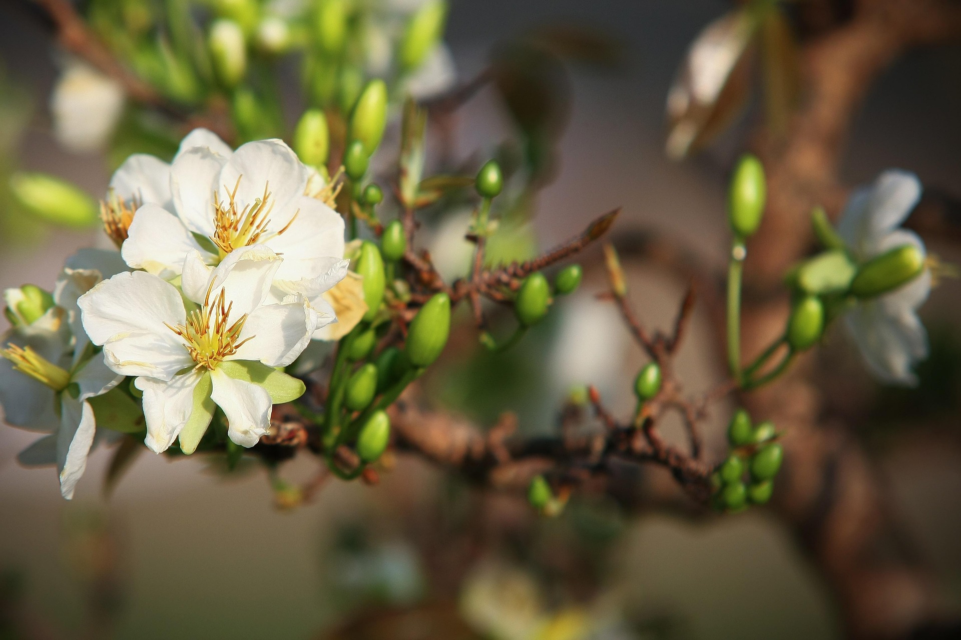 Hoa mai, hoa, mai trắng, apricot blossom, flower, white apricot blossom- minhquanfoto 1