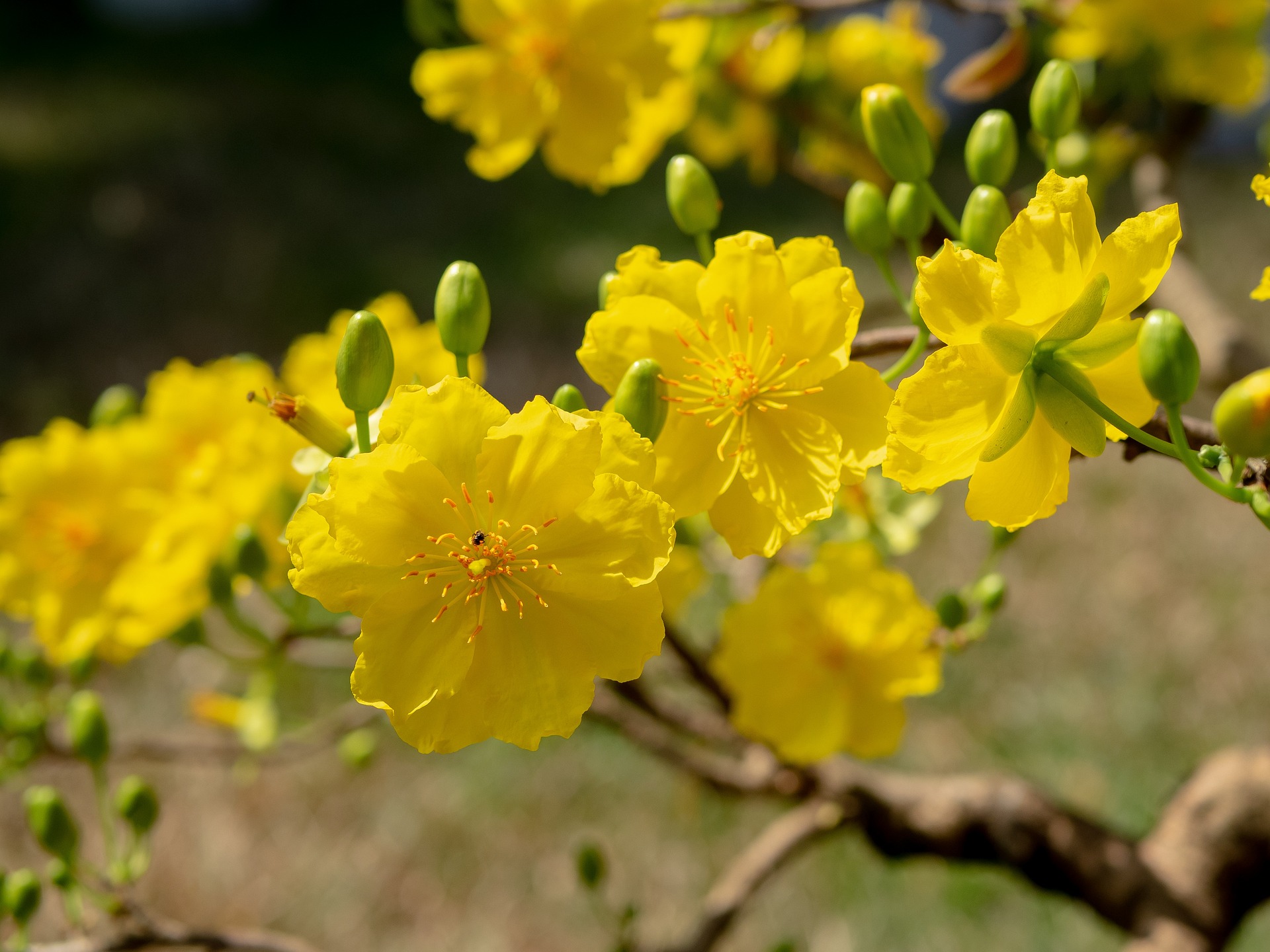 Hoa mai, hoa, mai vàng, apricot blossom, flower, yellow apricot blossom- minhquanfoto 8