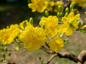 Hoa mai, hoa, mai vàng, apricot blossom, flower, yellow apricot blossom- minhquanfoto 8