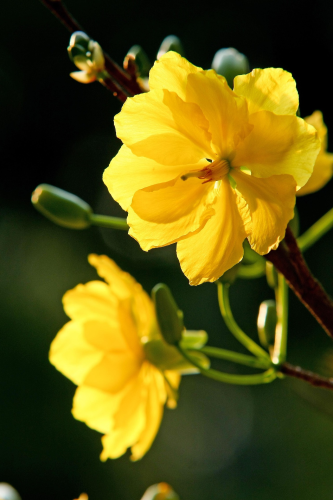 Hoa mai, hoa, mai vàng, apricot blossom, flower, yellow apricot blossom- minhquanfoto 9