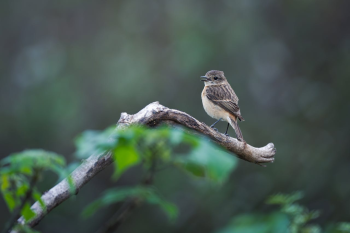 Chim, chim sẻ, động vật, tự nhiên, ngoài trời, cành cây, lông vũ, bird, weaver bird, animal, nature, outdoor, branch, feather - Q L 1