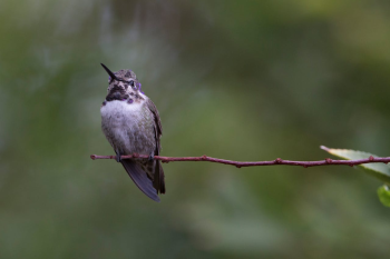 Chim, chim ruồi, chim nhỏ, động vật, tự nhiên, ngoài trời, cành cây, lá, hummingbird, bird, small bird, animal, nature, outdoor, branch, leaf - Joseph Vogel 1