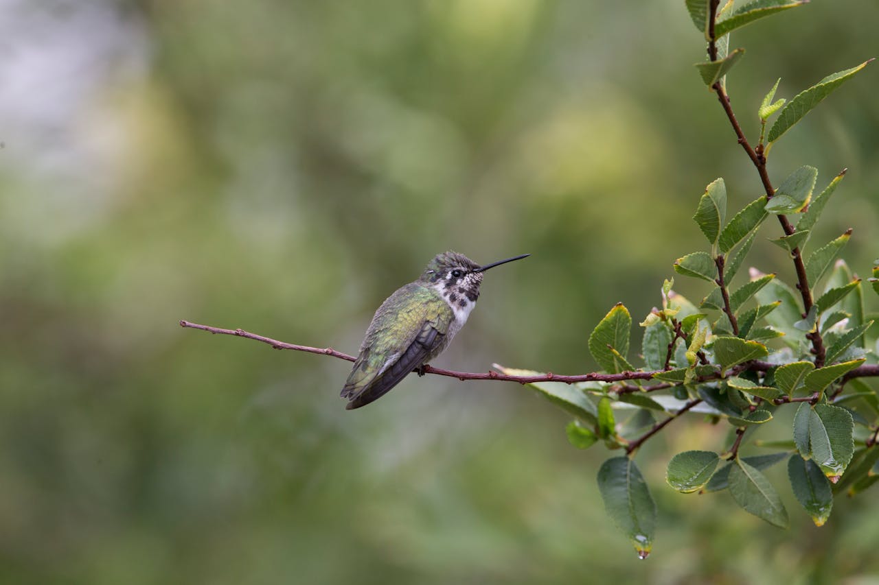 Chim, chim ruồi, chim nhỏ, động vật, tự nhiên, ngoài trời, cành cây, lá, hummingbird, bird, small bird, animal, nature, outdoor, branch, leaf - Joseph Vogel