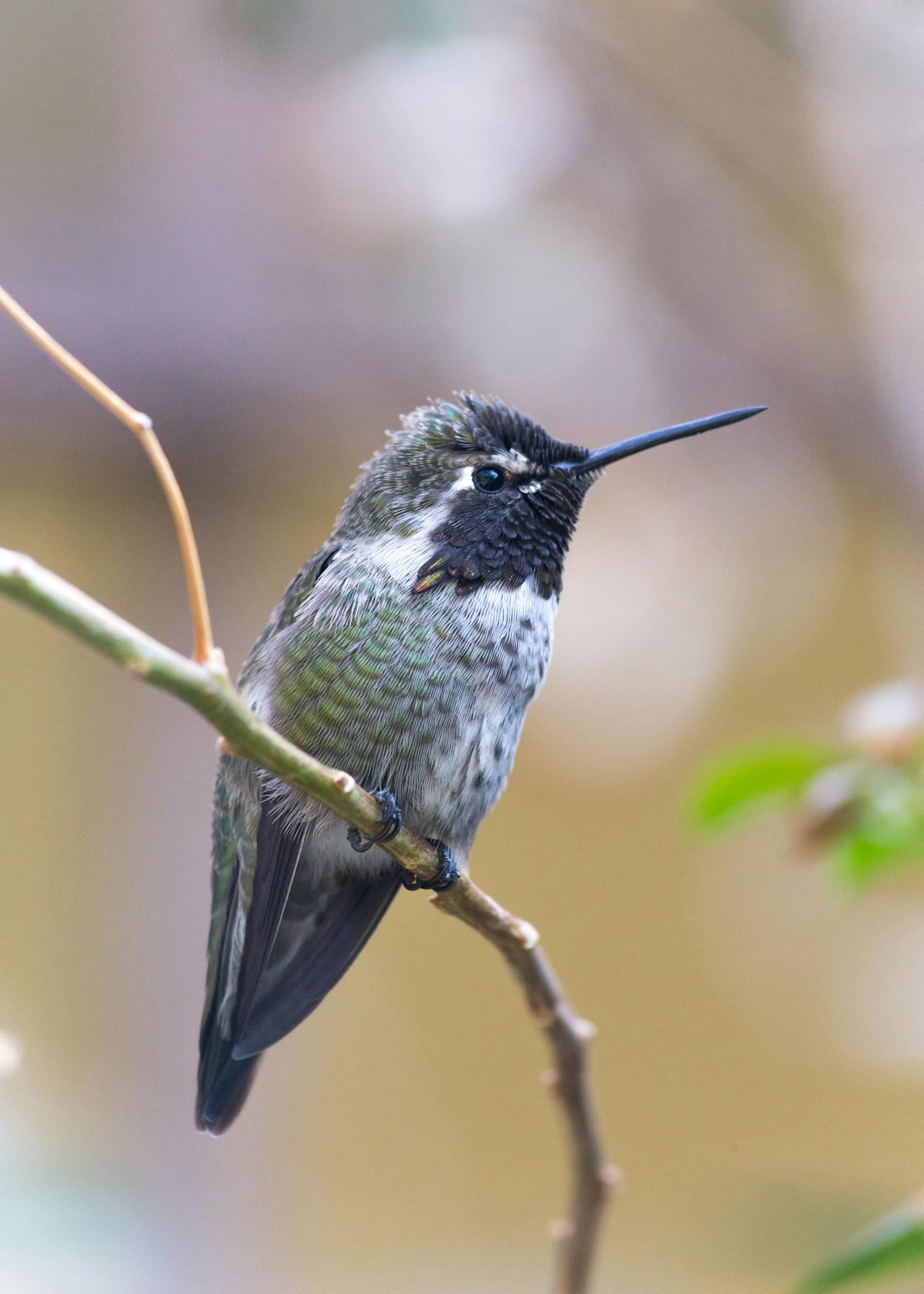Chim, chim ruồi, chim nhỏ, động vật, tự nhiên, ngoài trời, cành cây, lá, hummingbird, bird, small bird, animal, nature, outdoor, branch, leaf - Joseph Vogel 3