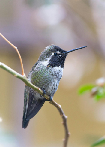 Chim, chim ruồi, chim nhỏ, động vật, tự nhiên, ngoài trời, cành cây, lá, hummingbird, bird, small bird, animal, nature, outdoor, branch, leaf - Joseph Vogel 3