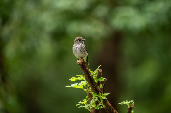 Chim, chim sẻ, động vật, tự nhiên, ngoài trời, cành cây, lông vũ, bird, weaver bird, animal, nature, outdoor, branch, feather - Q L 3