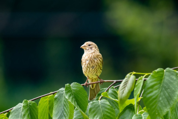 Chim, chim sẻ, động vật, tự nhiên, ngoài trời, cành cây, lông vũ, bird, weaver bird, animal, nature, outdoor, branch, feather - Mohan Nannapaneni 3