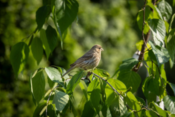 Chim, chim sẻ, động vật, tự nhiên, ngoài trời, cành cây, lông vũ, bird, weaver bird, animal, nature, outdoor, branch, feather - Mohan Nannapaneni 4