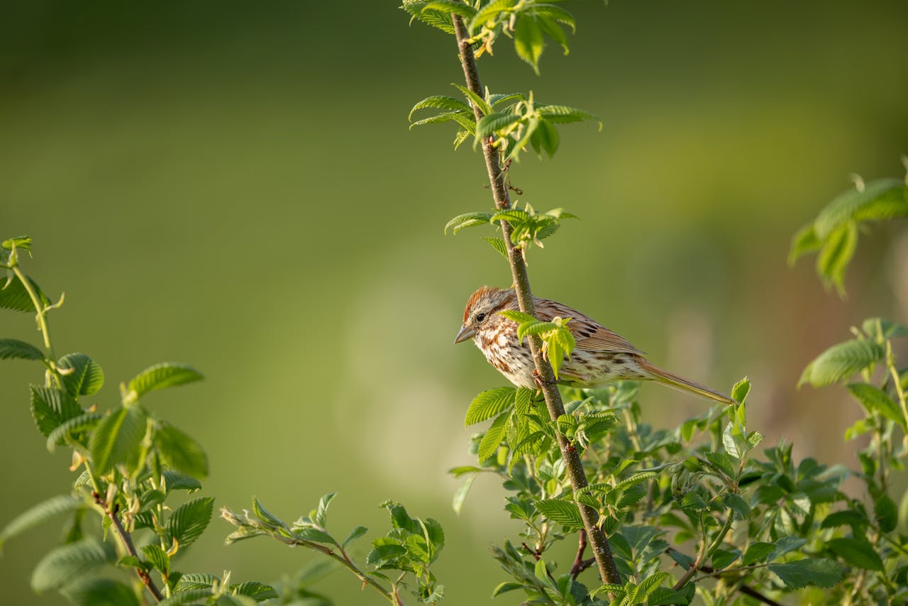 Chim, chim sẻ, động vật, tự nhiên, ngoài trời, cành cây, lông vũ, bird, weaver bird, animal, nature, outdoor, branch, feather - Mohan Nannapaneni 2