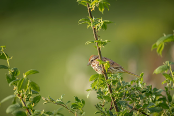 Chim, chim sẻ, động vật, tự nhiên, ngoài trời, cành cây, lông vũ, bird, weaver bird, animal, nature, outdoor, branch, feather - Mohan Nannapaneni 2