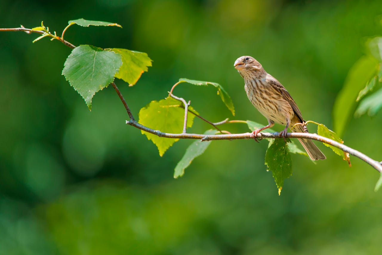 Chim, chim sẻ, động vật, tự nhiên, ngoài trời, cành cây, lông vũ, bird, weaver bird, animal, nature, outdoor, branch, feather - Mohan Nannapaneni
