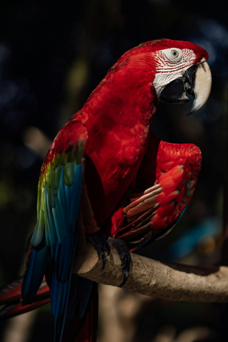 Vẹt scarlet, vẹt, chim, động vật, tự nhiên, ngoài trời, cành cây, parrot, scarlet macaw, bird, animal, nature, outdoor, branch - ROMAN ODINTSOV 5