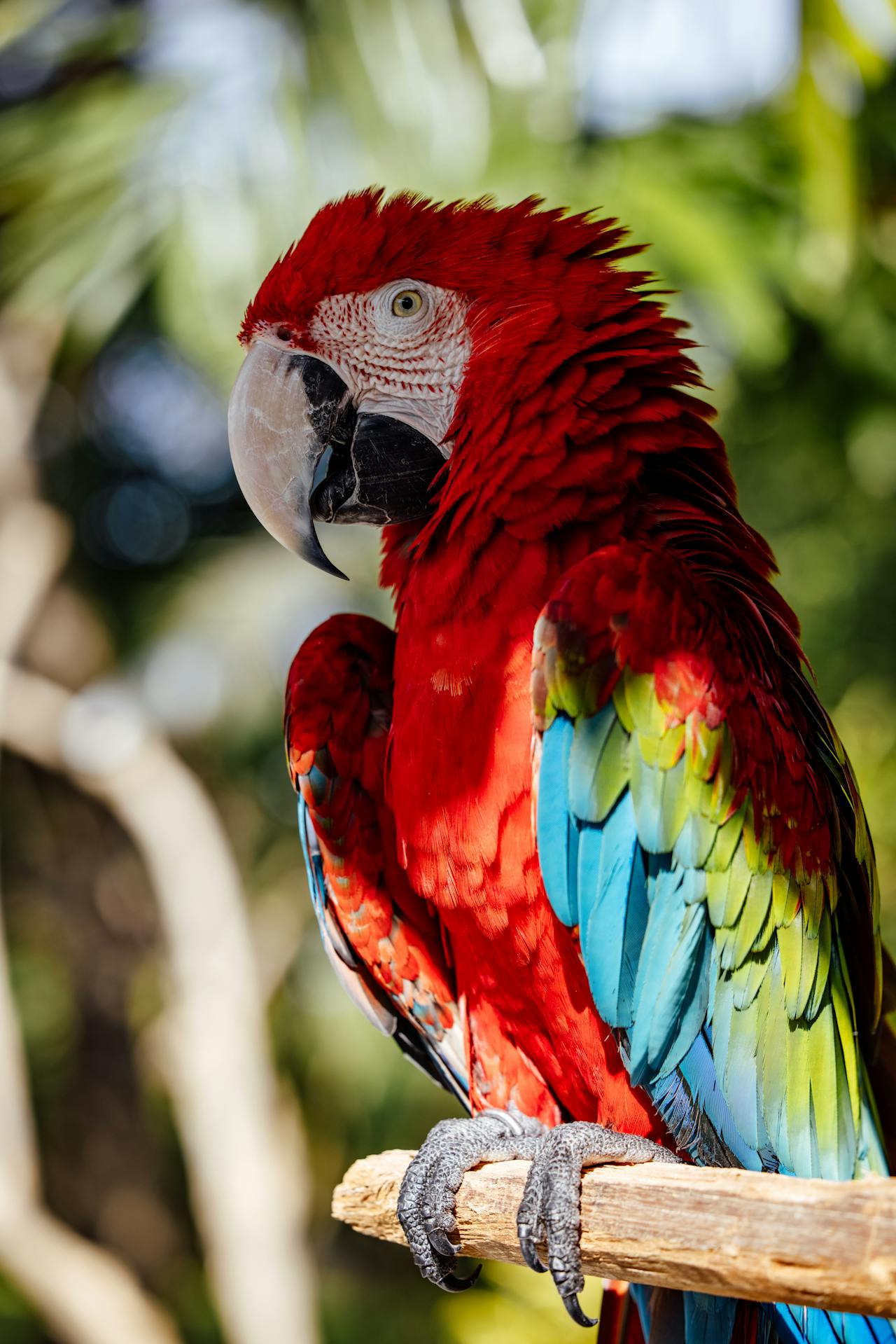 Vẹt scarlet, vẹt, chim, động vật, tự nhiên, ngoài trời, cành cây, parrot, scarlet macaw, bird, animal, nature, outdoor, branch - ROMAN ODINTSOV 4