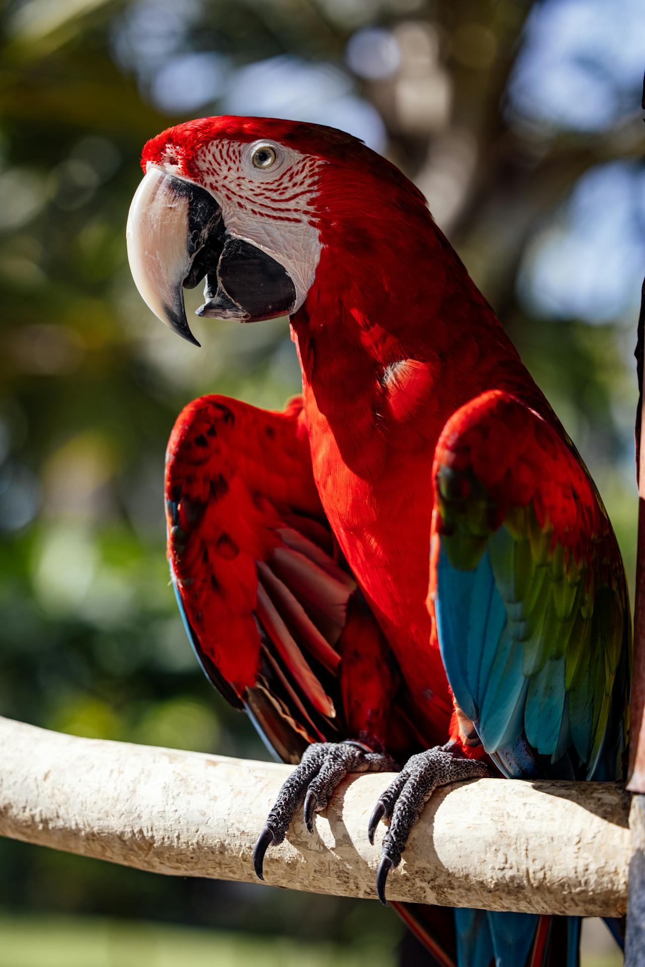 Vẹt scarlet, vẹt, chim, động vật, tự nhiên, ngoài trời, cành cây, parrot, scarlet macaw, bird, animal, nature, outdoor, branch - ROMAN ODINTSOV 1