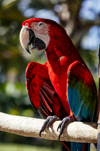 Vẹt scarlet, vẹt, chim, động vật, tự nhiên, ngoài trời, cành cây, parrot, scarlet macaw, bird, animal, nature, outdoor, branch - ROMAN ODINTSOV 1
