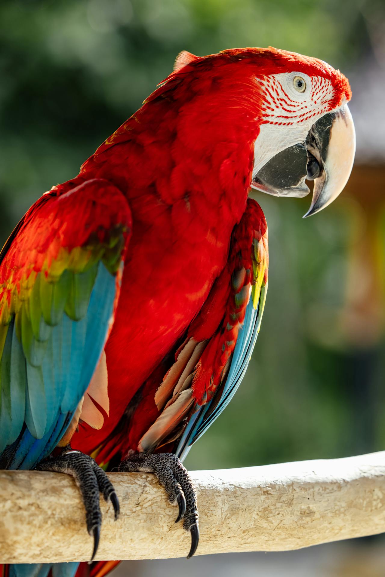 Vẹt scarlet, vẹt, chim, động vật, tự nhiên, ngoài trời, cành cây, parrot, scarlet macaw, bird, animal, nature, outdoor, branch - ROMAN ODINTSOV 2