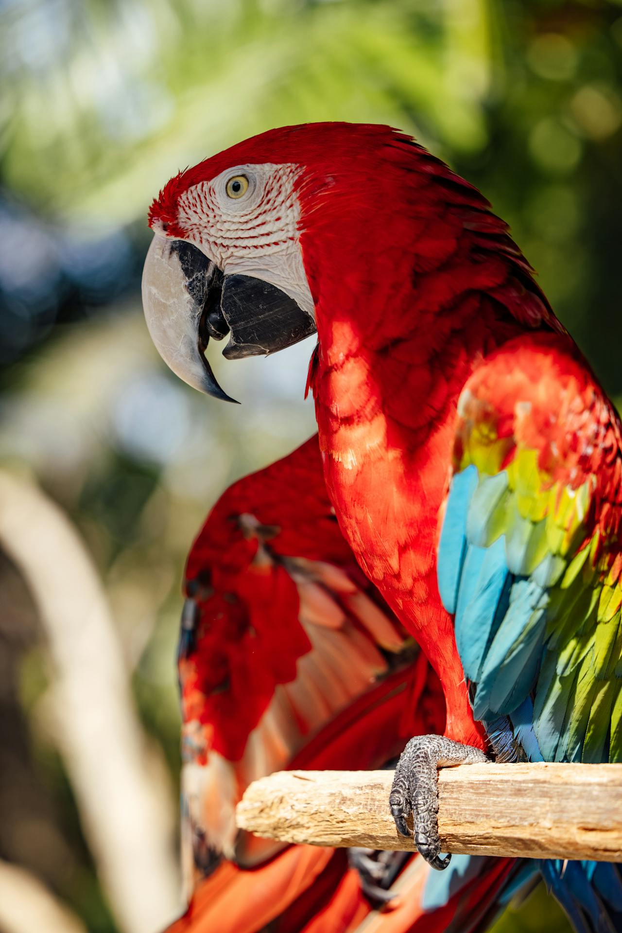 Vẹt scarlet, vẹt, chim, động vật, tự nhiên, ngoài trời, cành cây, parrot, scarlet macaw, bird, animal, nature, outdoor, branch - ROMAN ODINTSOV 3