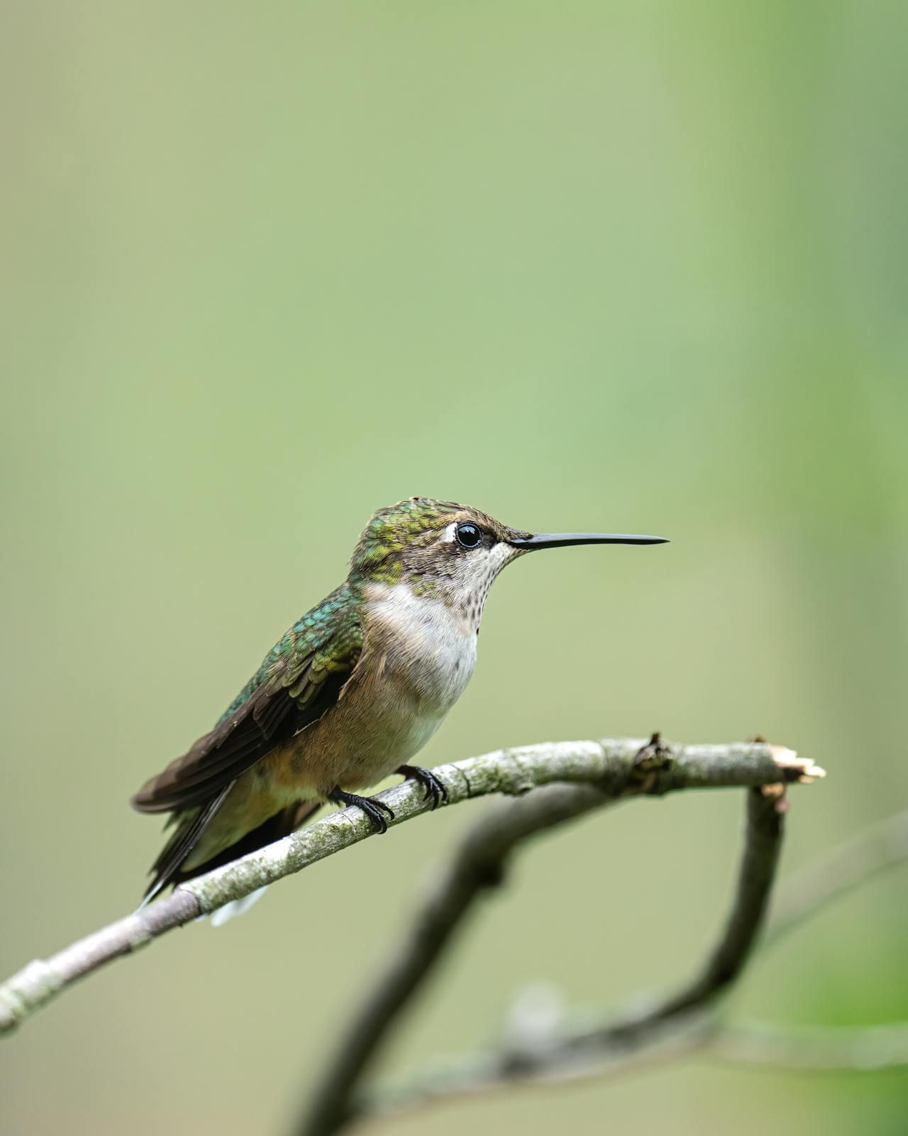 Chim, chim ruồi, chim nhỏ, động vật, tự nhiên, ngoài trời, cành cây, lá, hummingbird, bird, small bird, animal, nature, outdoor, branch, leaf - Skyler Ewing 2